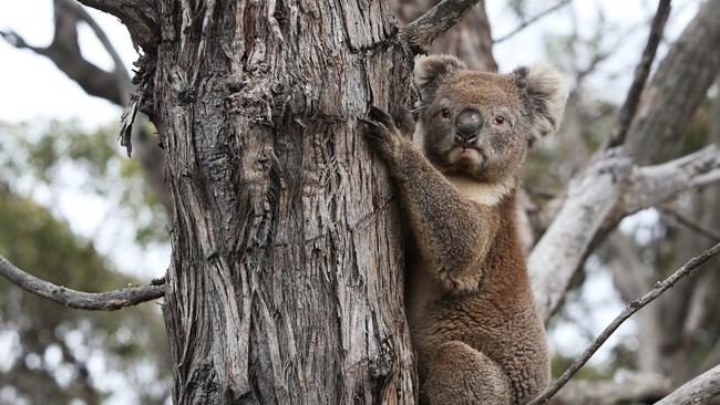 A koala affected by the recent bushfires is released back into native bushland following treatment at the Kangaroo Island Wildlife Park. Picture: Lisa Maree Williams/Getty Images