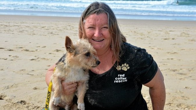 Red Collar Rescue's Sharyn Banks has worked tirelessly to save more than 4000 dogs from death row. Photo: Warren Lynam