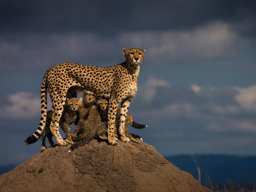 “Her name is Malaika. She is well known in Masai Mara reservation (Kenya).” Picture: Mohammed Yousef, Kuwait, Shortlist, Professional Environment, 2016 Sony World Photography Awards