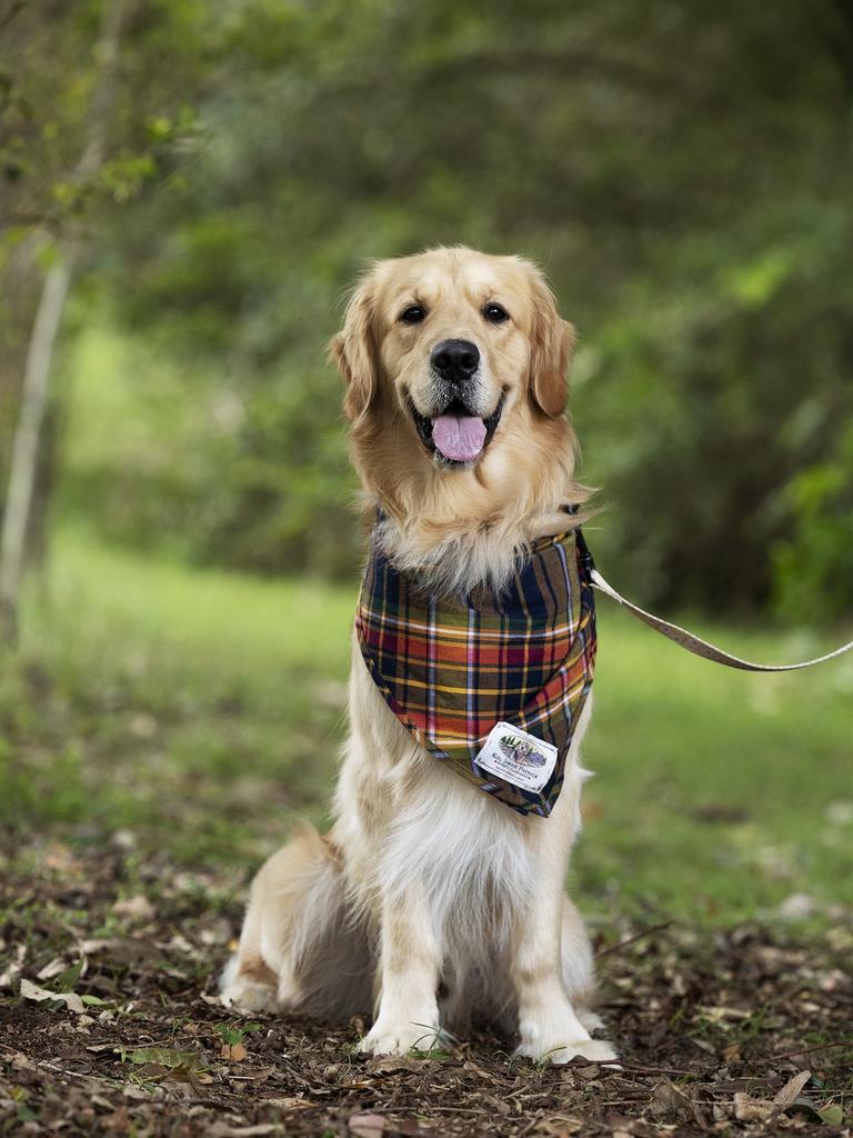 Sunny Heilbronn – Wherever the sunshine is, Sunny is! You’ll find him Supping, camping and dunking his face underwater for fish! You’ll hear him wagging his tail! You’ll see him carrying his favourite toy, Occy, in his big smiley mouth! And we love him tremendously, our little ray of sunshine.