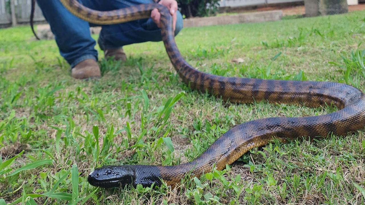 A snake catcher explains why our fear of brown snakes is misplaced