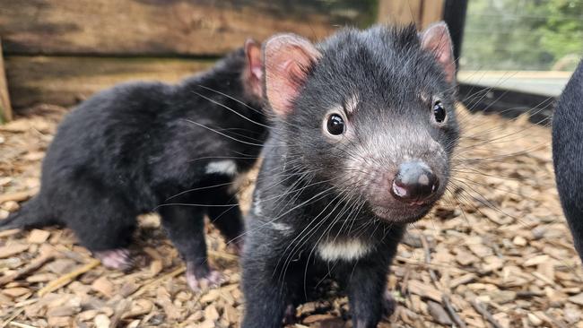 Captive bred Tasmanian devil joeys.