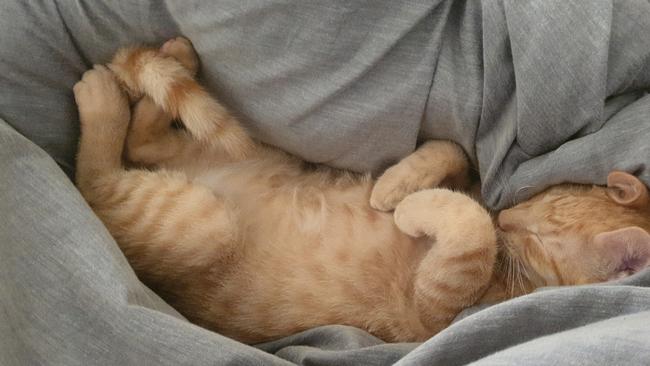 This is Squish. He’s 5-months-old. Picture: Tara McIntyre