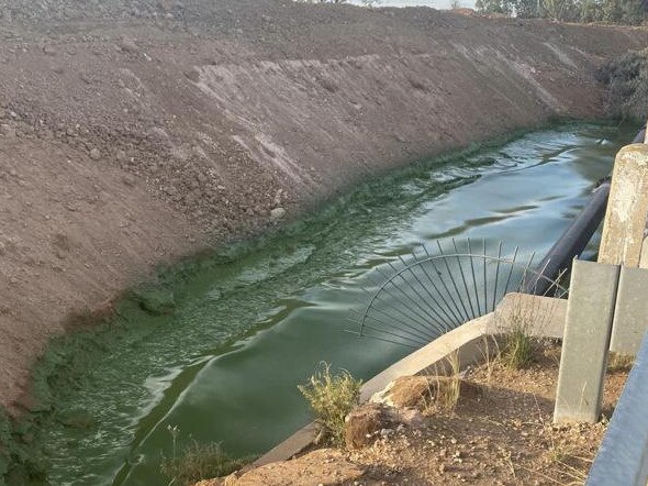 Green algae in Lake Bonney December 20 2022. Picture: Shonnie Jordan