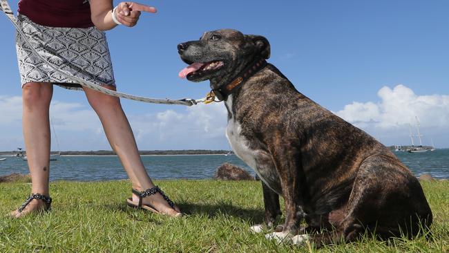 Kylie Paulsen of Arundel is trying to get her dog Chopper, a 25kg eight year old Staffordhire Terrier, to lose weight for the Pets Biggest Loser competition,. But he's not making it easy. picture Glenn Hampson