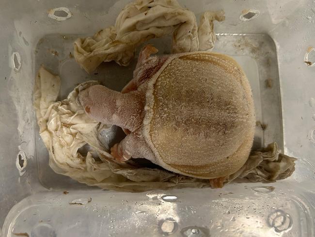 A Queensland man has been handed a nine-month prison sentence after admitting his involvement in a global wildlife trafficking ring that smuggled exotic animals into Australia. Picture: DAFF