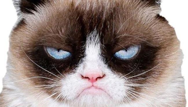 Cat Lovers Show Melbourne 2018: Is Zanda Victoria’s grumpiest cat ...