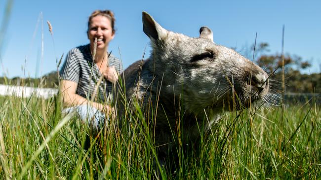 Pebbles the Wombat with Brigitte Stevens from the Wombat Awareness Organisation. Picture: AAP/Morgan Sette