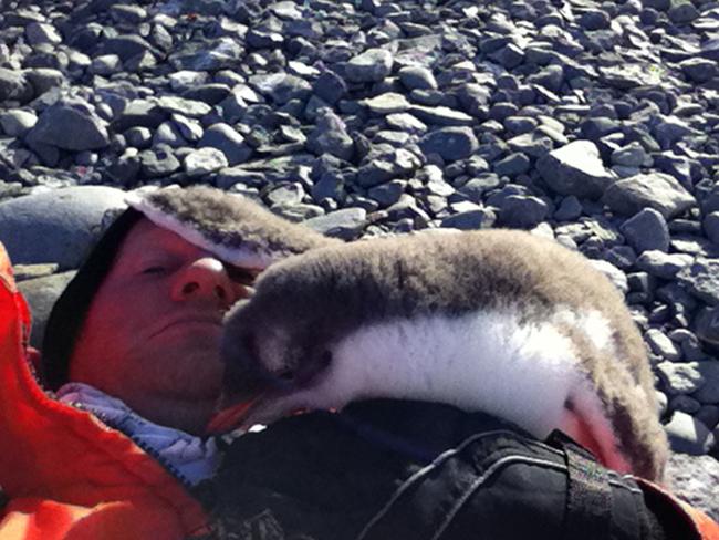 Taking over ... Joel gets up close and personal with a baby penguin. Picture: Picture Media from Caters News