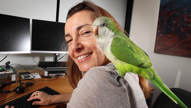 Yoshi the Quaker parrot on Vera Evdokimov's shoulder at pet-friendly workplace Woollam Constructions, East Brisbane. Picture: Liam Kidston