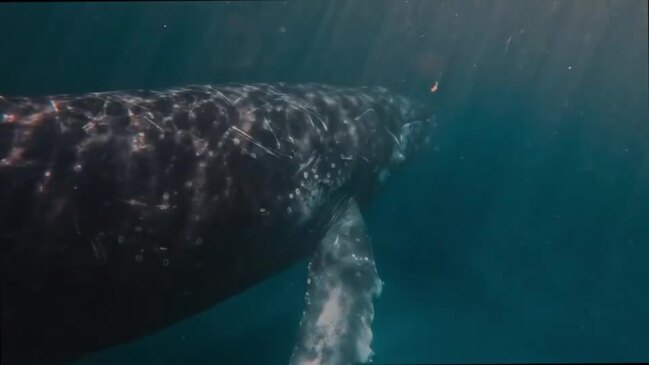 A stunning video of an expected encounter with a humpback whale off the coast of K'gari is going viral.