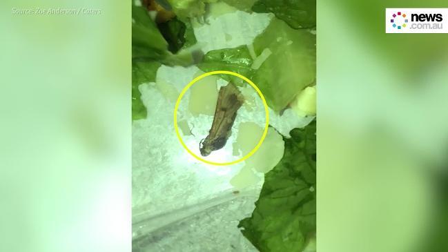 Dead Insect Found In Supermarket Salad