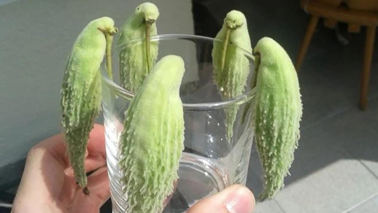 A flock of parrot friends hanging out. Picture: splitpics.uk