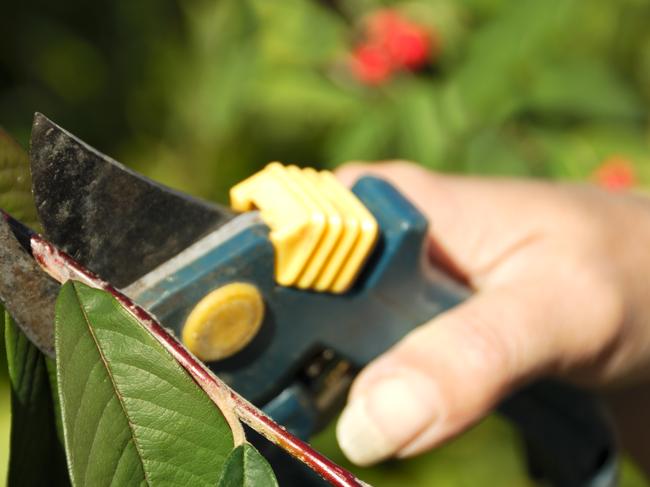 FOR CAIRNSEYE Q&A SECTION. Pruning with secateurs - Shallow DoF