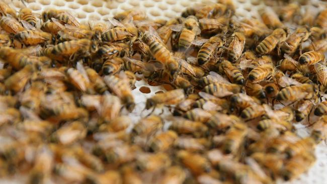 Bees are helpful creatures, pollinating $1.2 billion worth of crops in Australia. Picture: Justin Sanson