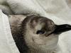 Shock discovery of headless penguins at holiday haven