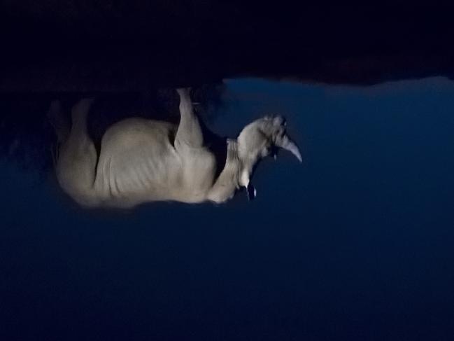 Remembering Rhinos: Andrew Aveley (White rhino, South Africa) www.rememberingrhinos.com/kickstarter