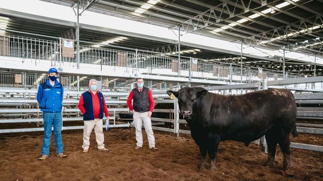 The top-priced bull, 24-month-old Banquet Paddick P330, at the sale with Hamish Branson, “Redda” Bruce Redpath of Elders Mortlake and Ross Milne of Elders Stud Stock. It sold to Adrian Abrahams from Kilcunda for $41,000. Picture: Chloe Smith