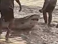 A shark has been rescued off the Western Australian coast by a group of young fisherman in incredible footage captured today.