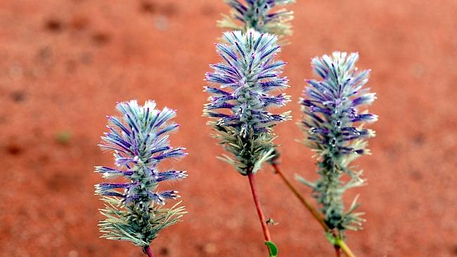 Flowers at the Australian Arid Lands Botanic Garden in Port Augusta. 