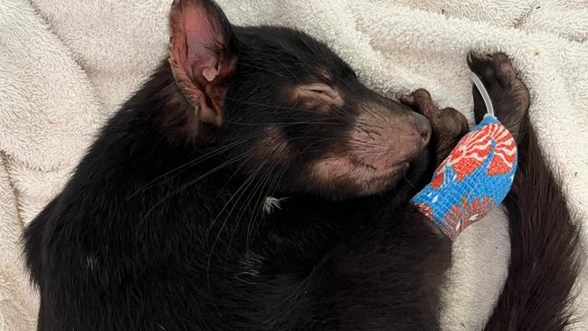 Tasmanian Devil using leftover saline donated by Lifeblood. Picture: supplied