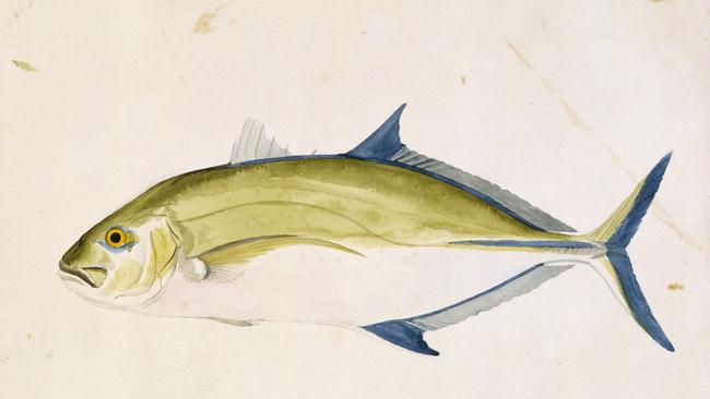 Caranx melampygus (blue trevally) Sydney Parkinson 1770 Watercolour © The Trustees of the Natural History Museum, London Endeavour Voyage – exhibition National Museum of Australia