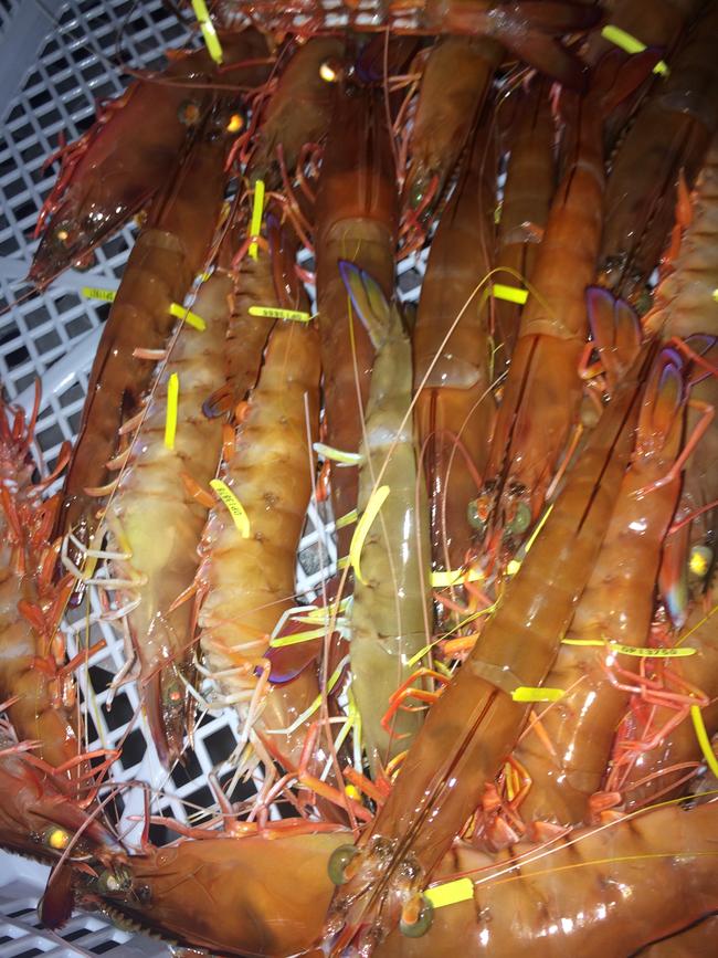 Eastern king prawns tagged to investigate the movement of prawns in NSW. Picture: NSW Department of Primary Industries