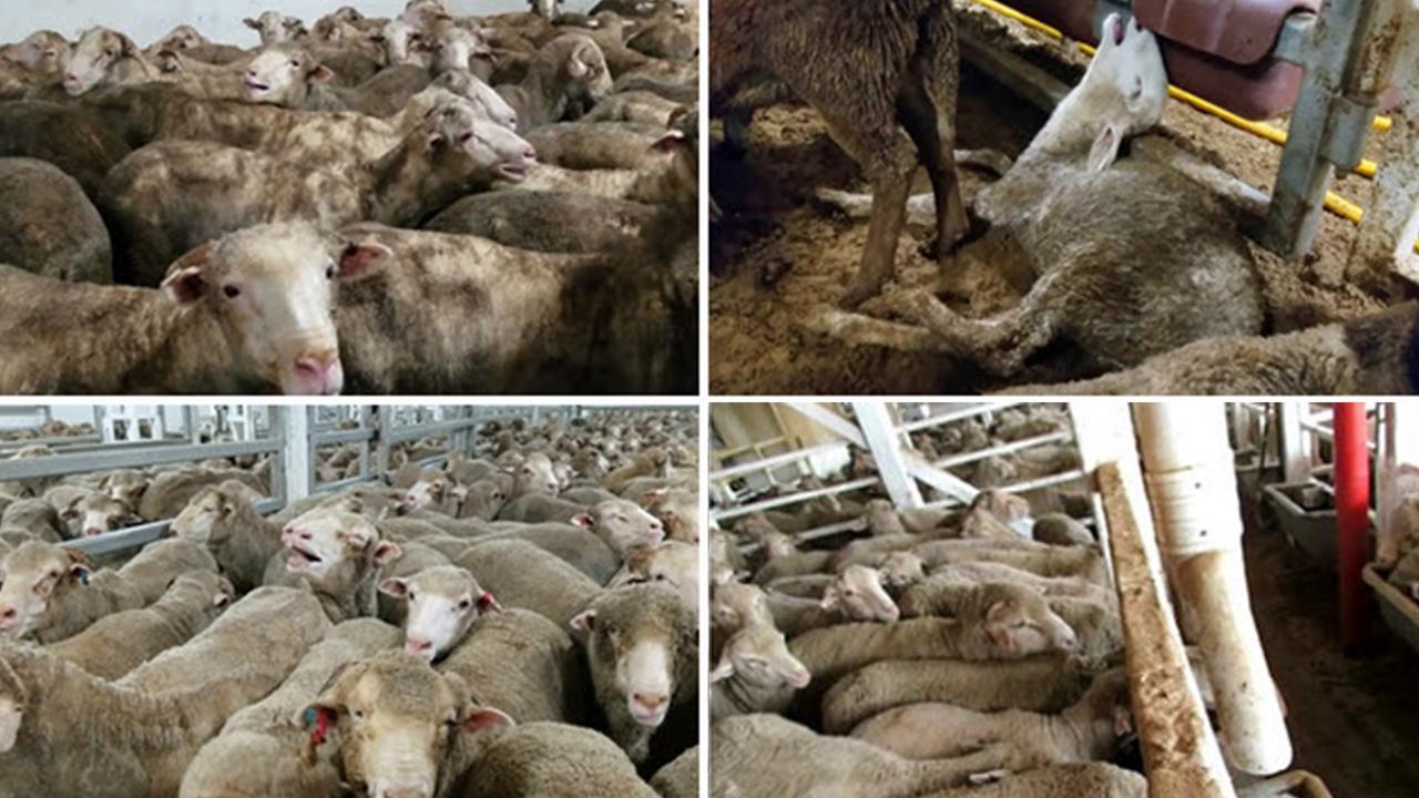 RSPCA uses FOI to get horrific photos of live export sheep | news.com ...