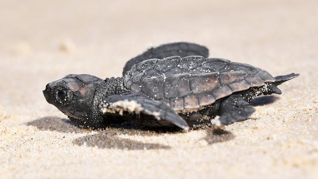 A loggerhead turtle hatchling. Picture: Patrick Woods