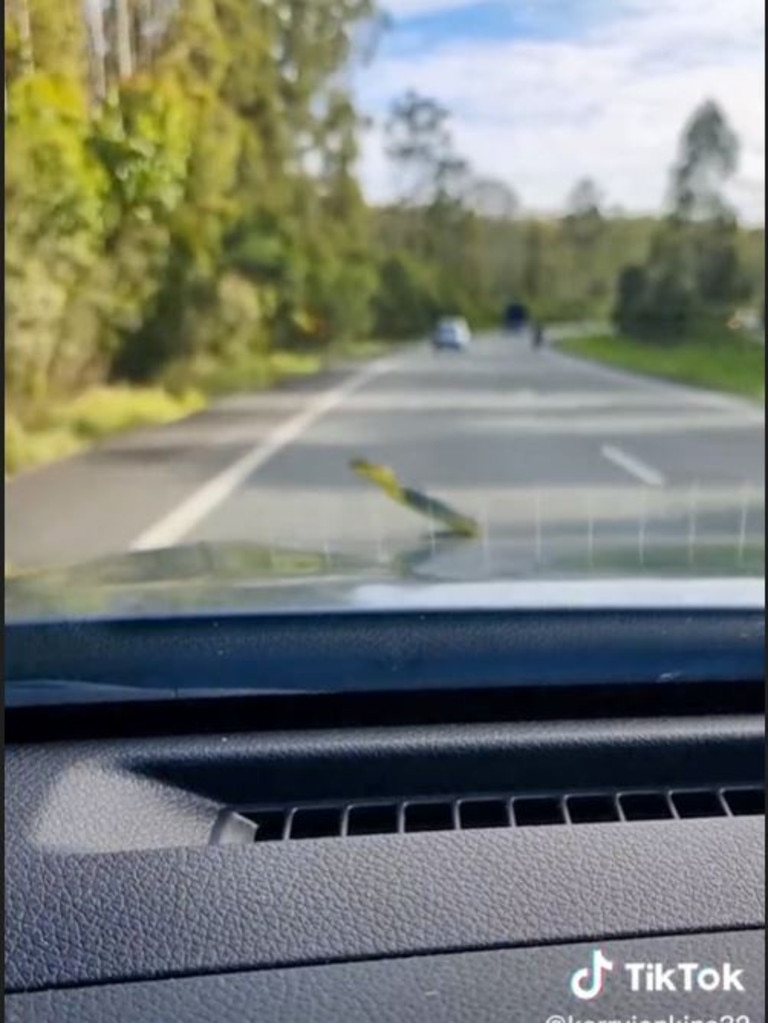 Kerry Jenkins and her family were driving back home to Forster from a holiday when an unexpected guest popped up on the car bonnet. Picture: kerryjenkins.32/TikTok