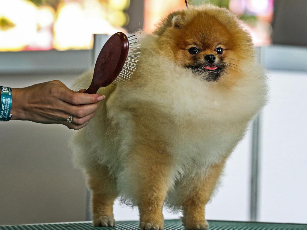 10-month-old Pomeranian, Sammie, during the 2022 Ekka dog show. Picture: Zak Simmonds