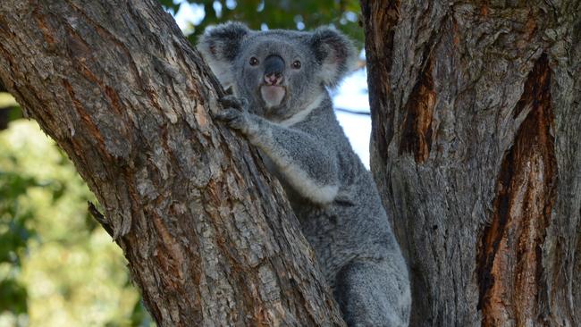 Koalas have been spotted in three Manningham suburbs in the first local sightings since 2015. File Picture.