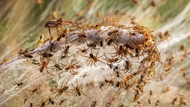 Longford Spiderweb Ballooning after flooding in the area. Picture: Lotje McDonald Photography