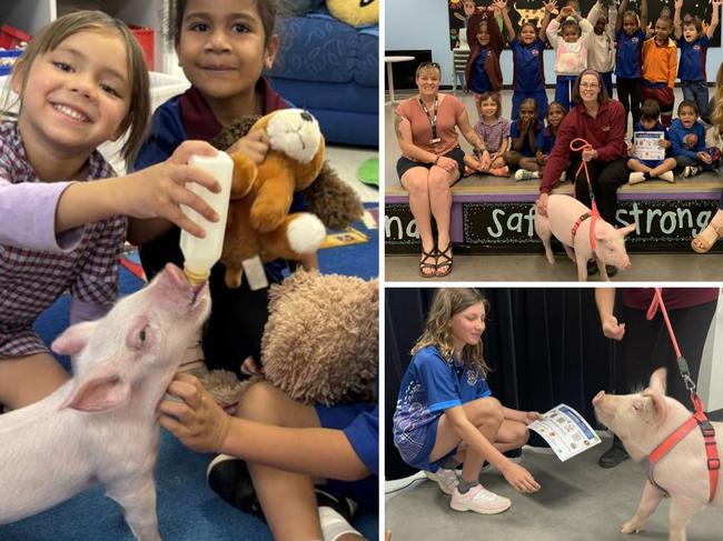 Penelope the Pig graduated from Sadadeen Primary School with near perfect attendance.