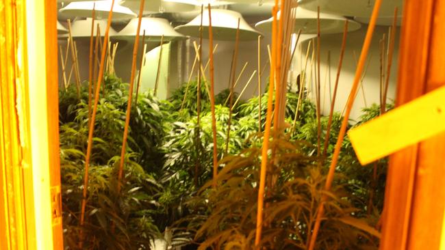 Generic picture of a cannabis house. Picture: NSW Police