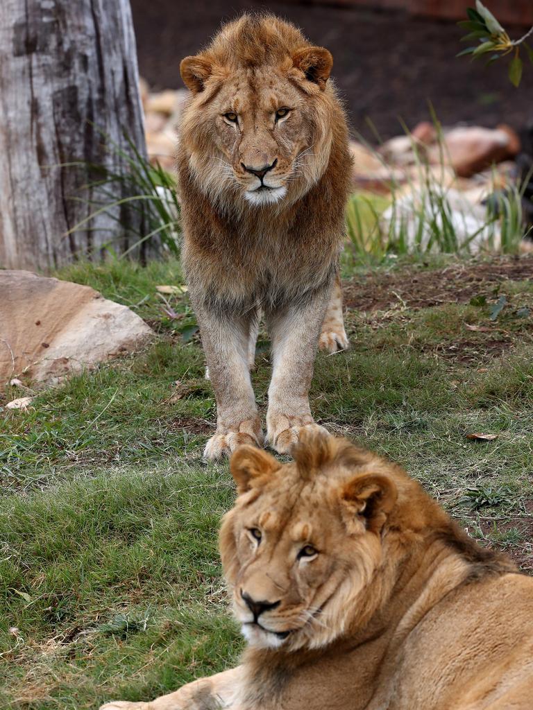 First look at the lion and cheetah enclosures inside Sydney Zoo in Bungarribee in Sydney's west, the first zoo to open in Sydney in over 100 years. Four lion siblings brought in from Taronga Western Plains Zoo in Dubbo get familiar with their new surroundings. Brothers Karoo, Virunga, Sheru and Bakari make themselves comfortable. Picture: Toby Zerna