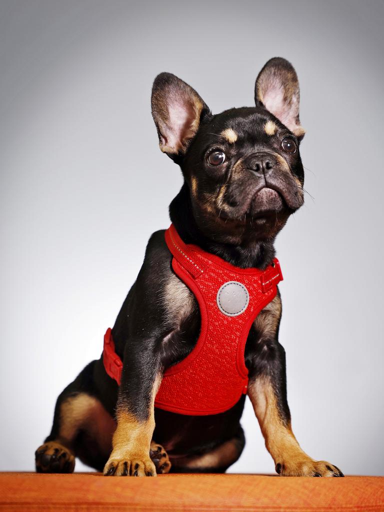 In the second posiiton is the French Bulldog, a breed that has surged in popularity thanks to its compact size and easy-going personality. It is an ideal companion for city dwellers and those looking for a low-maintenance pet. Picture: Sam Ruttyn