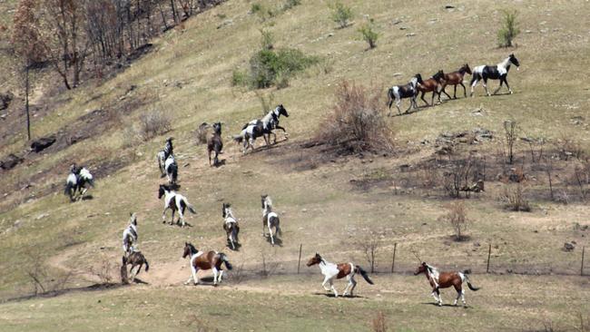 A mob of brumbies heads for the hills in Victoria’s Alps.