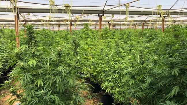 The man was arrested as part of an investigation into a $20m cannabis crop found at Virginia in February 2020. Picture: SA Police