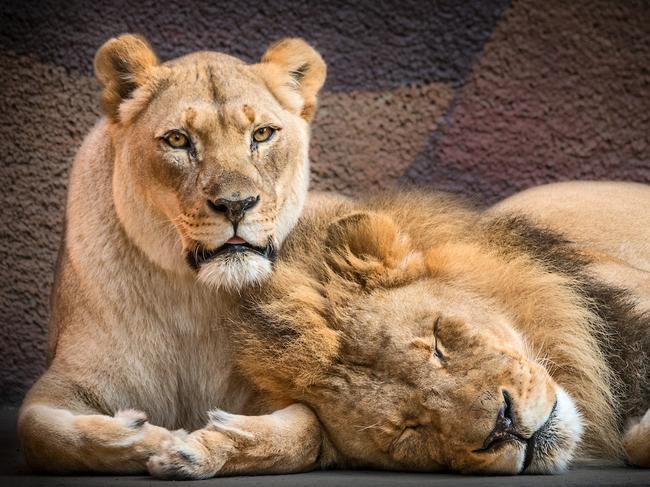 An iconic love story between two lions has come to a bittersweet end with the pair dying at the same time. Picture: LA Zoo