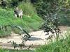 ‘Delusional’: Photo of tourists near croc sparks outrage