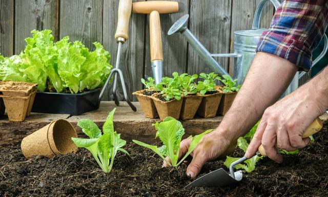How To Make A Kid Friendly Veggie Patch Kidspot - free robux generator vegetable gardening