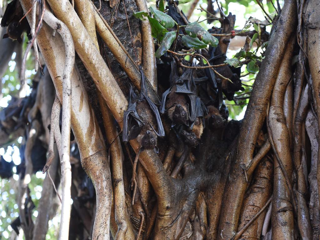 The Nipah virus is transmitted through direct contact with the bodily fluids of infected bats, pigs, or other human beings.