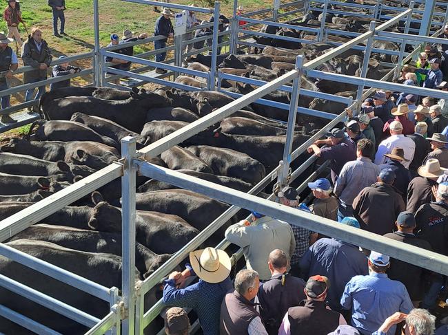 Ballarat cattle sale Feb 16 2024. Opening run of heavy steers. Picture: Jenny Kelly