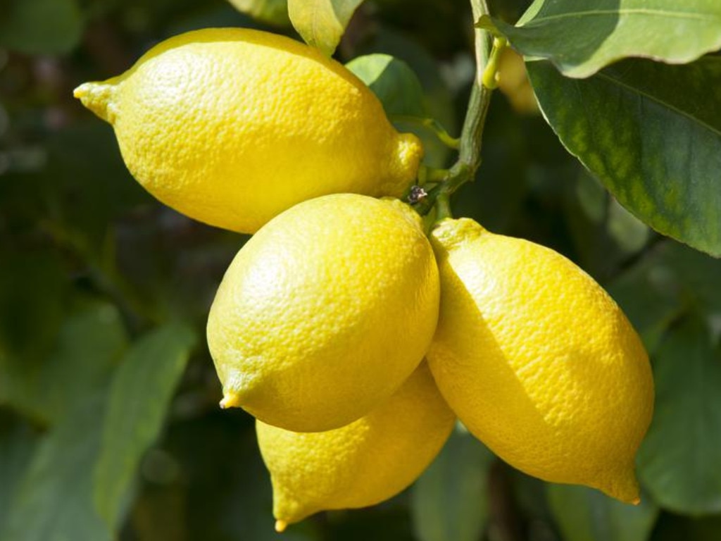 Seriously, what’s going on with the price of lemons? Picture: Supplied