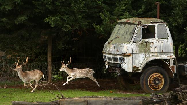 Fallow deer run through a private property in Silvan. Picture: Supplied