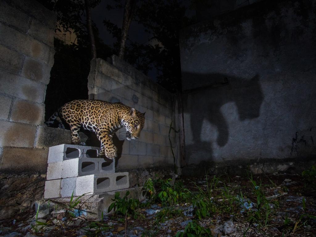 This photo of a jaguar captured in Mexico was the winner of the camera traps category. Poaching, deforestation, and habitat fragmentation have caused an increase in interactions with humans, and most of the time, it doesn’t end well for these cats. Picture: Fernando Constantino Martínez Belmar/Nature TTL.