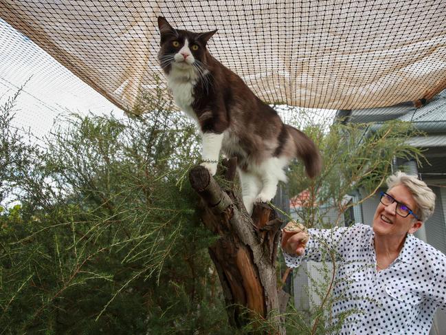 Mary Balch with Rupert in her cat enclosure at home in Marrickville. Picture: Justin Lloyd