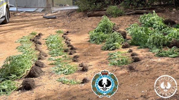 The searches uncovered more than 100 cannabis plants across five riverland properties. Picture: SA Police