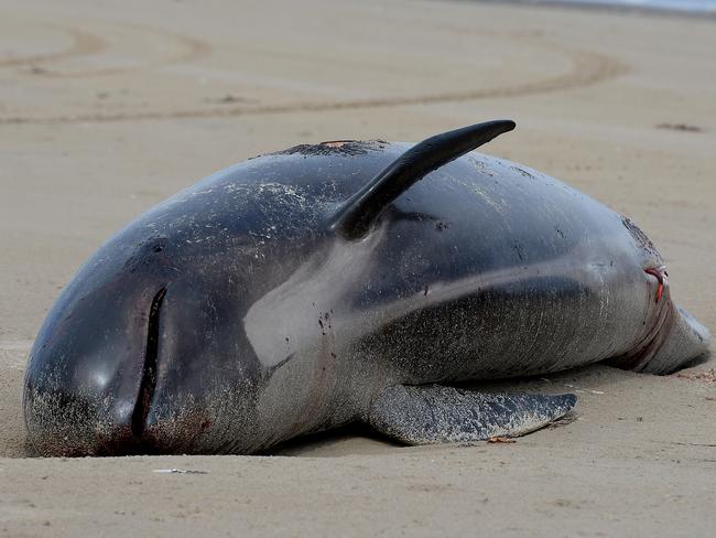 Dead pilot whale at Macquarie Harbour on Thursday. Picture: STEVE BELL/GETTY IMAGES